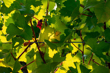 Looking into a layer of leaves in a grapevine, sun glowing through leaves and a small bunch of grapes catches the light. 
