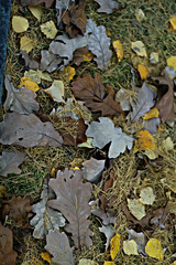 Коврик из сухих листьев