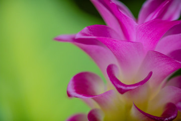close up pink siam tulip petal. image of nature background, wallpaper and copy space. beautiful of floral blooming.