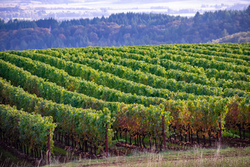 Looking across rows of vines, lush green growth, purple clusters of grapes hanging at the bottom of the rows, as fall colors touch the leaves.  - Powered by Adobe