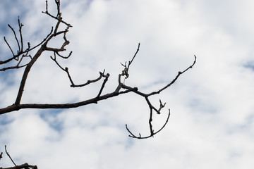 Fototapeta na wymiar Dead branches
