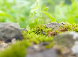 moss on stone