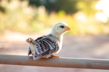 Cute small chicks In nature, the soft sunlight in the morning