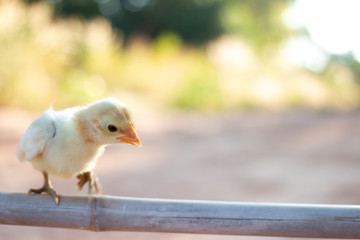 Cute small chicks In nature, the soft sunlight in the morning