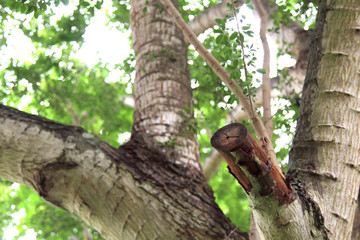 The tree that is cut out