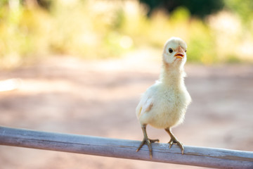Cute small chicks In nature, the soft sunlight in the morning