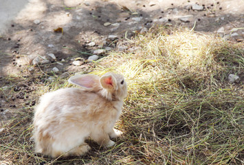 Rabbit eating grass