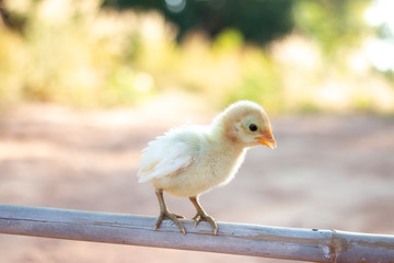 Cute small chicks In nature, the soft sunlight in the morning