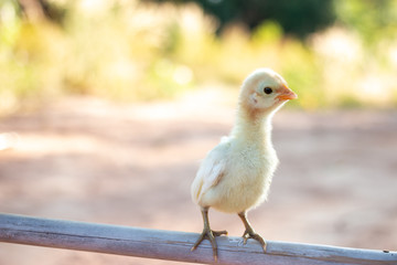 Cute small chicks In nature, the soft sunlight in the morning