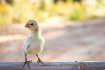 Cute small chicks In nature, the soft sunlight in the morning