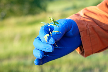 a gloved hand squeezes the hemp plant with its fingers for demonstration