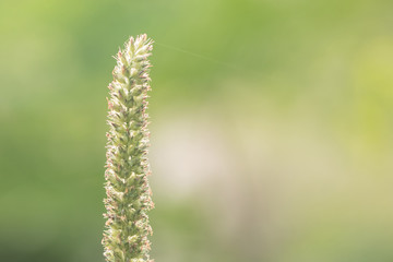 flowers grass in the morning