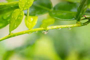 Green Leaves with drops of Rain or water. Close up water drop after raining .Can be used as background.water drop on grass blade.water drop shine in light.