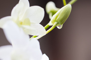 Leaves with drops of water. Can be used as background