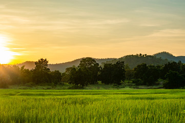 Fototapeta premium Rice fields and crops in sunset.