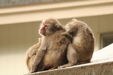 Fototapeta premium さる