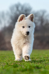 Puppy cute White Swiss Shepherd dog portrait on meadow
