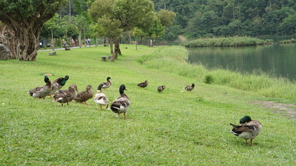 Group of mallard duck at grassland across from lake.
