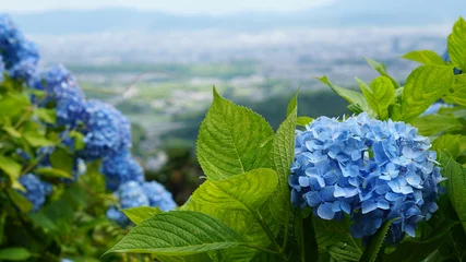 Tuinposter The blue beautiful hydrangea flowers and green leave growth on the mountainside with the town view background. © CHANG