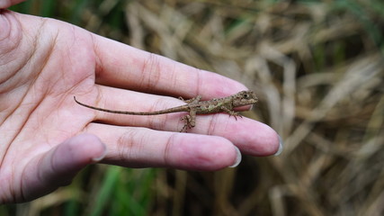 A small lizard(Japalura polygonata) on hand. 