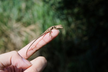 A small lizard(Japalura polygonata) on finger. 