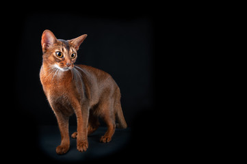 Beautiful Abyssinian cat, studio portrait on black, standard breed,  space for text