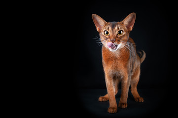 Naklejka premium Beautiful Abyssinian cat licking, looking into the camera, studio portrait on black, space for text