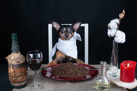 Dog sits at a served table, eating.  The concept of food for dogs, good, quality animal nutrition .Funny picture of the dog eating process