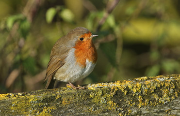 A pretty Robin, Erithacus rubecula, perched on a lichen covered fence post.