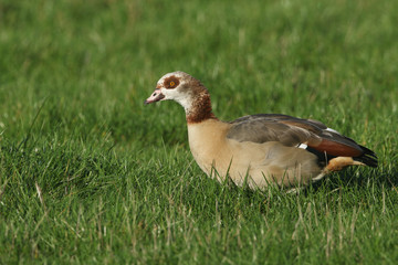 A pretty Egyptian Goose, Alopochen aegyptiaca, feeding in a grass field in the UK.