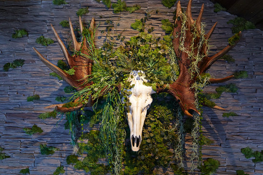 moose skull hanging on the wall with green