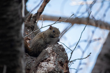 タイワンリス３