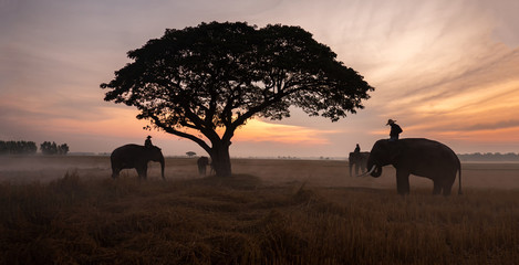 Fototapeta na wymiar Thailand Countryside; Silhouette elephant on the background of sunset, elephant Thai in Surin Thailand.
