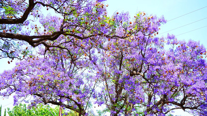 Beautiful purple flower Jacaranda tree lined street in full bloom. Taken in Allinga Street, Glenside, Adelaide, South Australia. Close up.