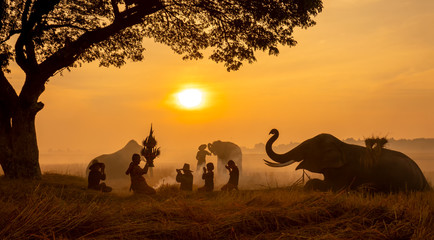 Fototapeta na wymiar Thailand Countryside; Silhouette elephant on the background of sunset, elephant Thai in Surin Thailand.