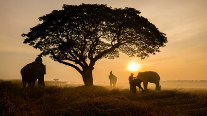 Fototapeta na wymiar Thailand Countryside; Silhouette elephant on the background of sunset, elephant Thai in Surin Thailand.
