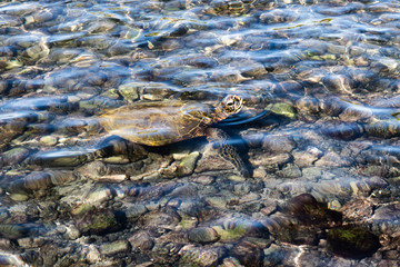 underwater green sea turtle in Hawaii