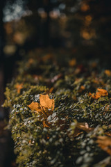 Maple leaf fell on the bushes