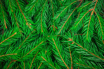 Top view on fluffy green fir tree branches. Modern, trendy, creative, abstract, new year, christmas, texture background. Template, mock up, backdrop for invitation or greeting card or banner