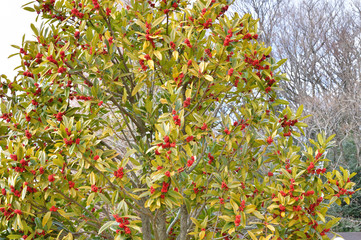 多数の赤い実を付けた冬のタラヨウの樹(雌木)を撮影した写真