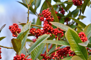 冬のタラヨウの樹(雌木)の複数の赤い実を撮影した写真