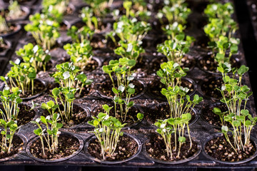 Many small pots with tiny seedlings of lettuce or other garden plant in soil
