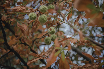 Autumn chestnut tree