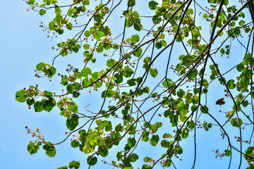 Nature frame of jungle trees with tropical rainforest foliage plants (Monstera, bird’s nest fern, golden pothos and forest orchid,) growing in wild isolated on white background with clipping path.
