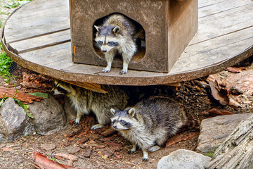 Three pretty furry raccoons in grey fur coats