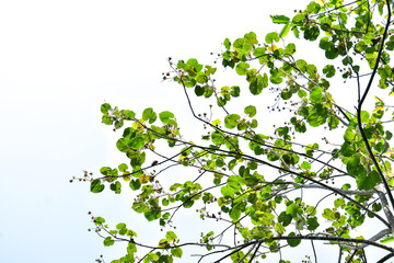 Nature frame of jungle trees with tropical rainforest foliage plants (Monstera, bird’s nest fern, golden pothos and forest orchid,) growing in wild isolated on white background with clipping path.