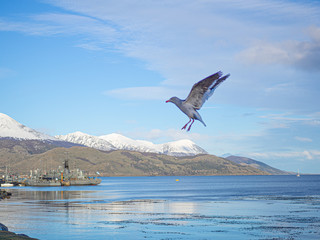 Fototapeta na wymiar flying seagull on the shore of Beagle Channel