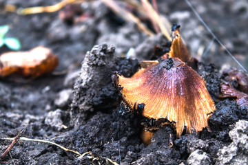 Yellow toadstool mushrooms climb out of the ground.