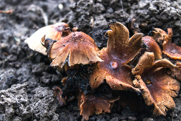 Yellow toadstool mushrooms climb out of the ground.