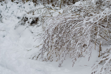 Winter concept. Winter forest  background. forest and river in the snow